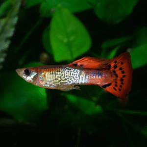 Red Cobra Guppy