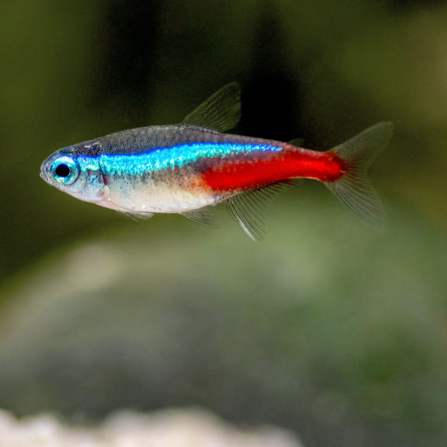 neon terta