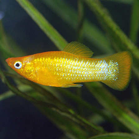 Gold Dust Guppy