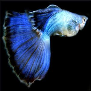 Blue Delta Guppy