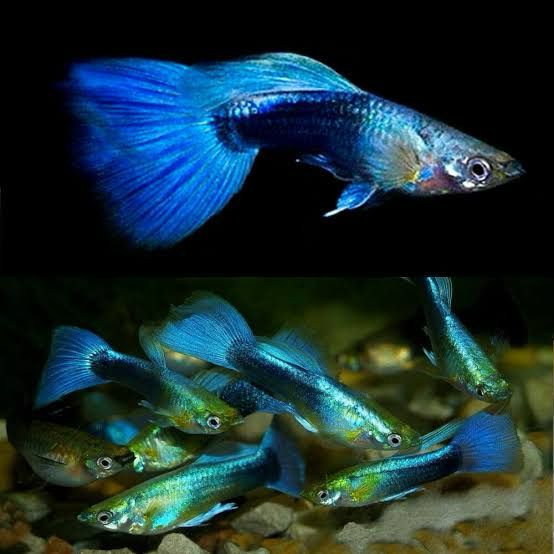 Blue Guppy Fish