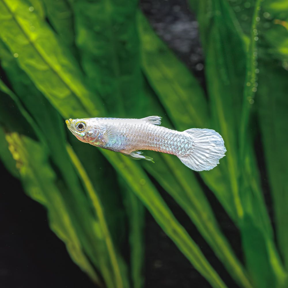 White Koi Guppy