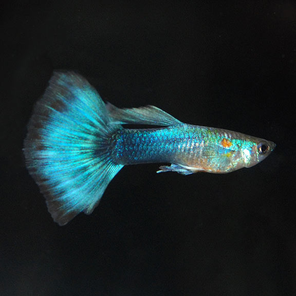 Neon elecreic blue guppy