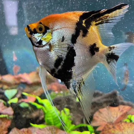 marble anglefish