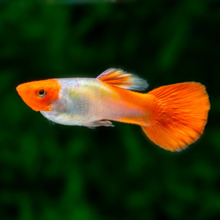 platinum Koi Guppy