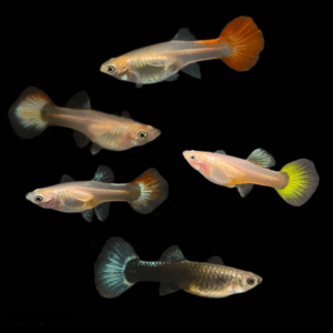 Common Guppies