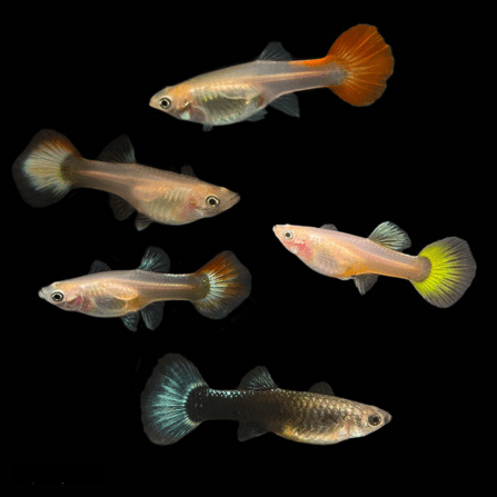 Common Guppies