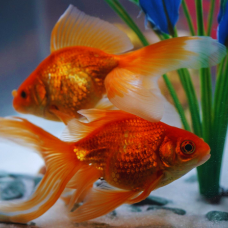 Fantail Oranda Goldfish