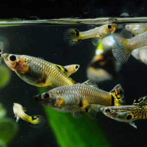 Feeder Guppy