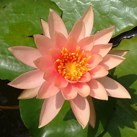 Peach Water Lilly