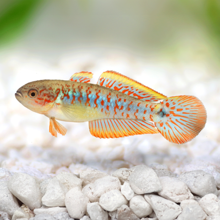 Peacock Gugeon Goby